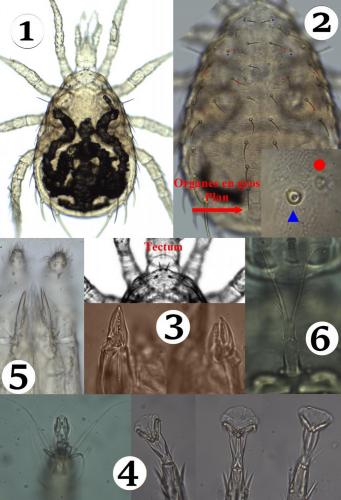 Aceoseius sp.
